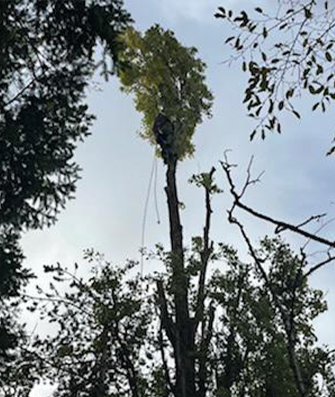 Entretien d'espaces verts et élagage à Madeleine De Nonancourt dans l'Eure 27 - PH espaces Verts