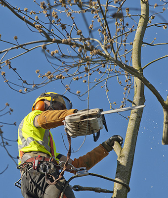 Elagage d'arbres PH Espaces Verts à La Madeleine-de-Nonancourt et à Evreux dans l'Eure 27