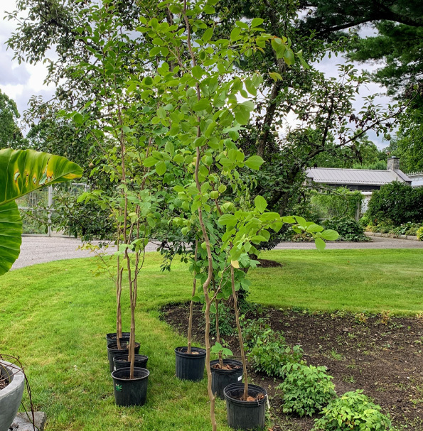 Plantation d'arbres et de massifs à la Madeleine-de-Nonancourt dans l'Eure (27)