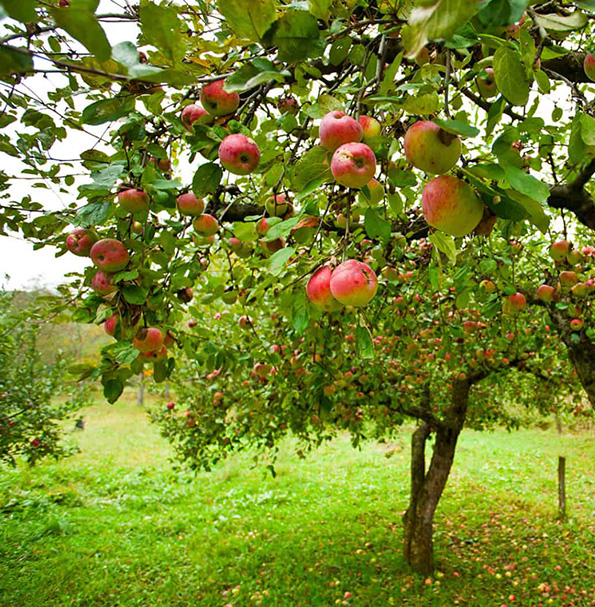 Optimisation de la fructification de vos arbres fruitiers à la Madeleine-de-Nonancourt dans l'Eure (27)