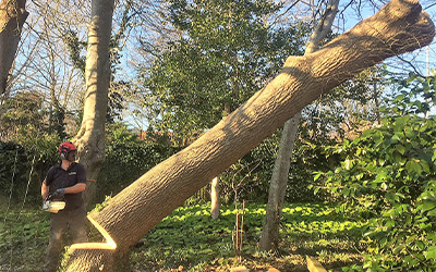 Abattage d'arbres à La Madeleine-de-Nonancourt et à Evreux dans l'Eure (27)