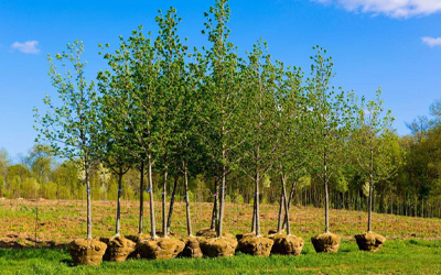 Plantation d’arbre à La Madeleine-de-Nonancourt et à Evreux dans l'Eure (27)