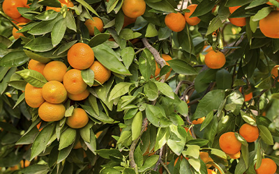 Tailles d’arbres fruitiers à La Madeleine-de-Nonancourt et à Evreux dans l'Eure (27)